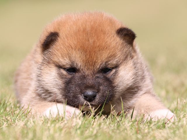 IMG_9605-shiba-puppy IMG_9605-shiba-puppy