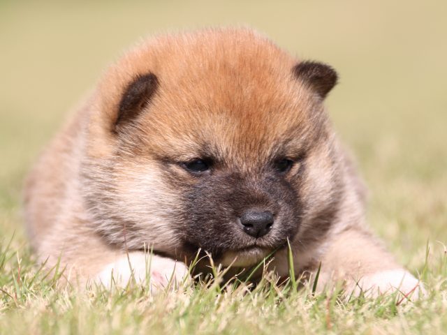 IMG_9609-shiba-puppy IMG_9609-shiba-puppy