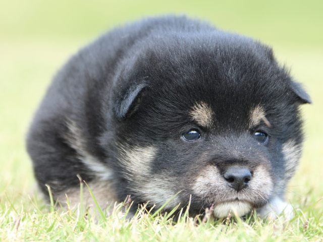 IMG_9685-shiba-puppy IMG_9685-shiba-puppy