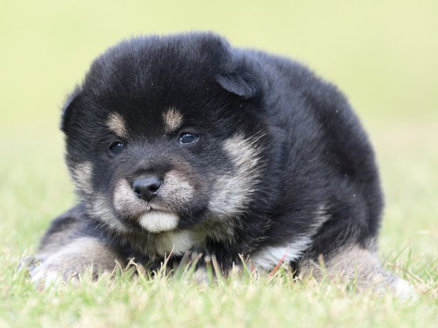 IMG_9711-shiba-puppy IMG_9711-shiba-puppy