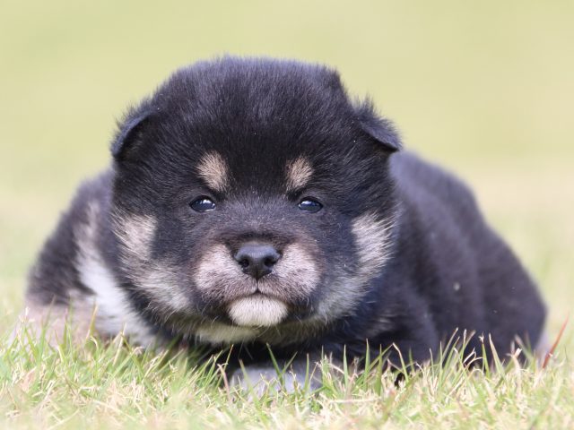 IMG_9729-shiba-puppy IMG_9729-shiba-puppy