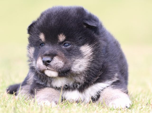 IMG_9737-shiba-puppy IMG_9737-shiba-puppy