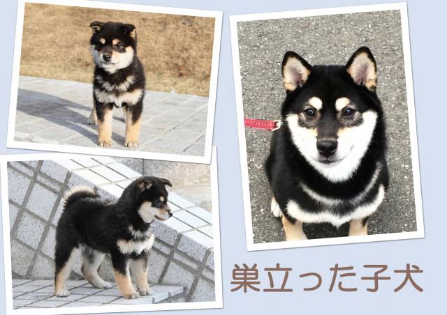 sudati2216-sudati sudati2216-sudati