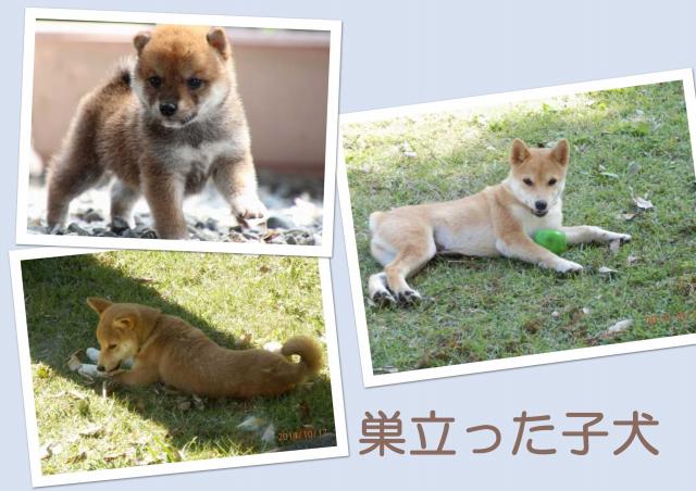 sudati2302-sudati sudati2302-sudati