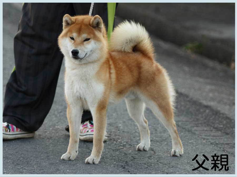 那須の葵竜号1