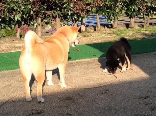 1415922853779-shiba-puppy 1415922853779-shiba-puppy