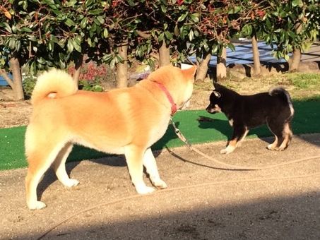 1415922855632-shiba-puppy 1415922855632-shiba-puppy