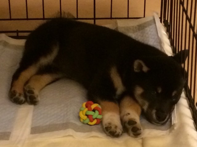 1415922857532-shiba-puppy 1415922857532-shiba-puppy