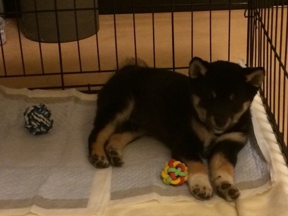 1415922859198-shiba-puppy 1415922859198-shiba-puppy