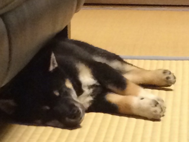1415922867521-shiba-puppy 1415922867521-shiba-puppy