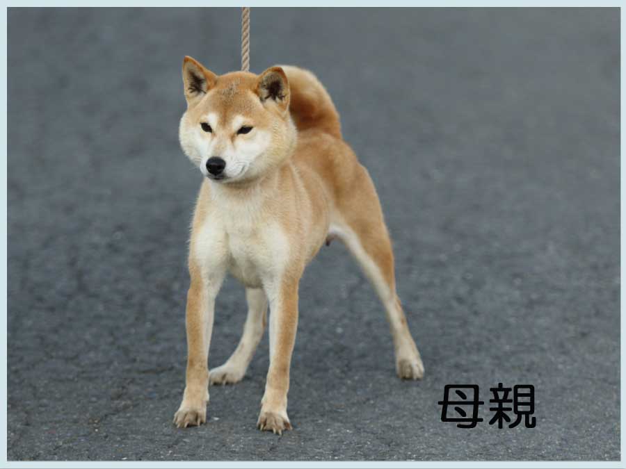 金亀ノ秀美号