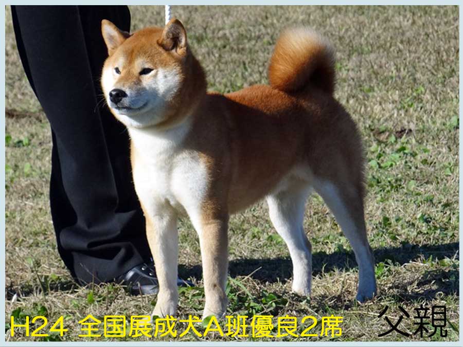 紅錦王