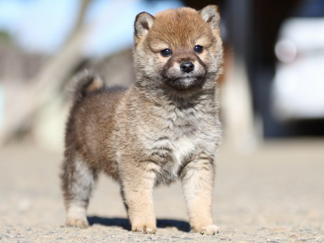 FP5A0326-shibainu-shiba FP5A0326-shibainu-shiba
