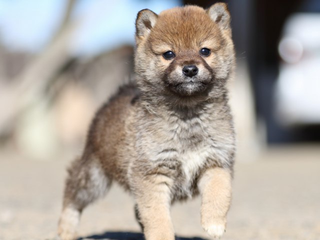 FP5A0327-shibainu-shiba FP5A0327-shibainu-shiba