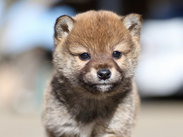 FP5A0334-shibainu-shiba FP5A0334-shibainu-shiba