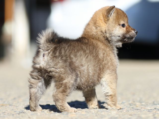 FP5A0368-shibainu-shiba FP5A0368-shibainu-shiba