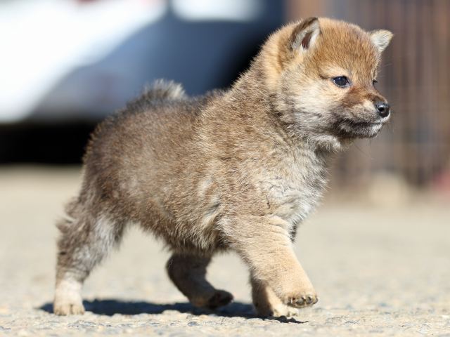FP5A0376-shibainu-shiba FP5A0376-shibainu-shiba