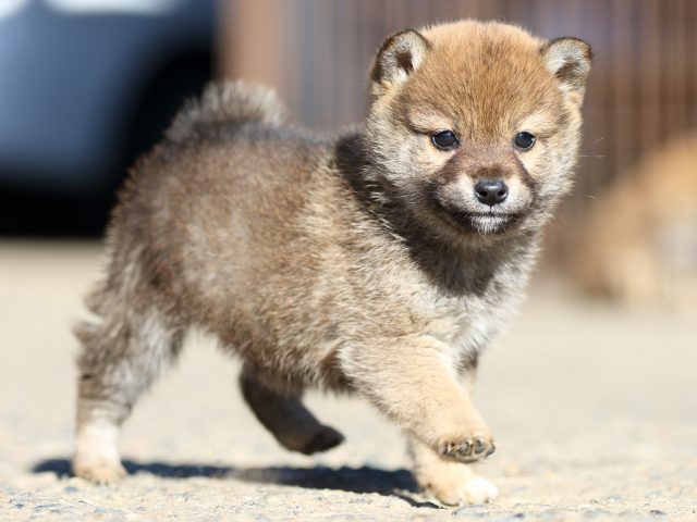 FP5A0379-shibainu-shiba FP5A0379-shibainu-shiba
