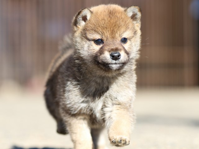FP5A0385-shibainu-shiba FP5A0385-shibainu-shiba
