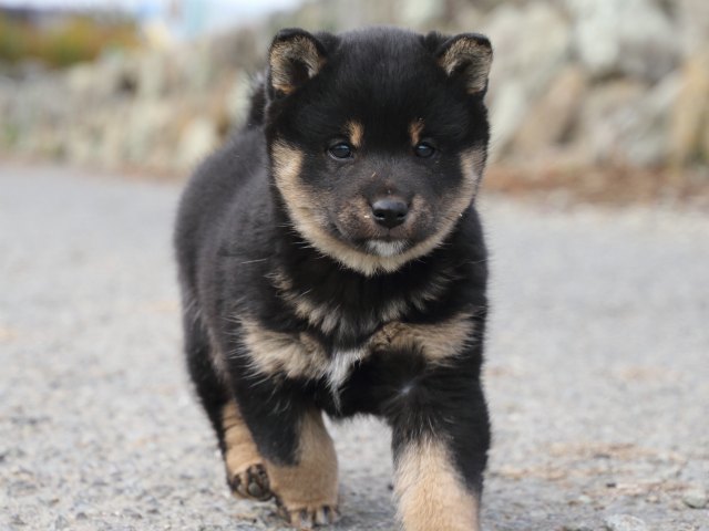 FP5A0785-puppy FP5A0785-puppy