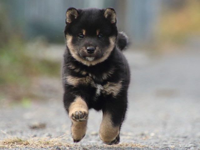 FP5A0808-puppy FP5A0808-puppy