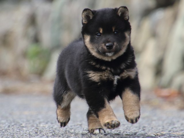 FP5A0832-puppy FP5A0832-puppy