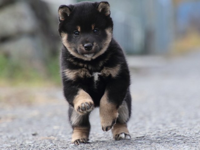 FP5A0896-puppy FP5A0896-puppy