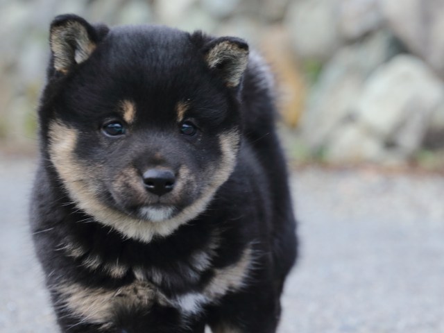 FP5A0921-puppy FP5A0921-puppy