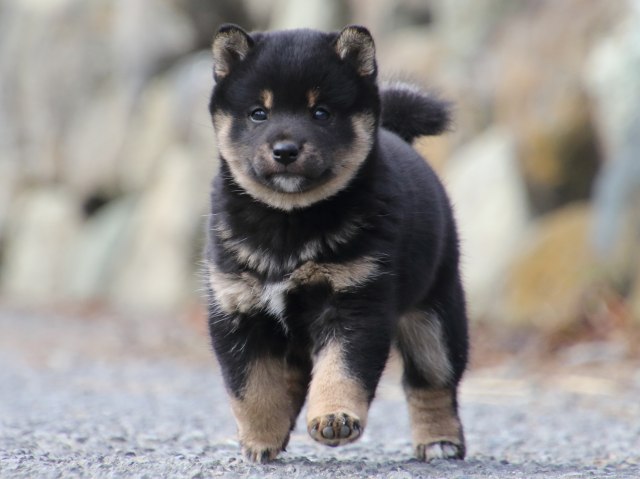 FP5A0958-puppy FP5A0958-puppy