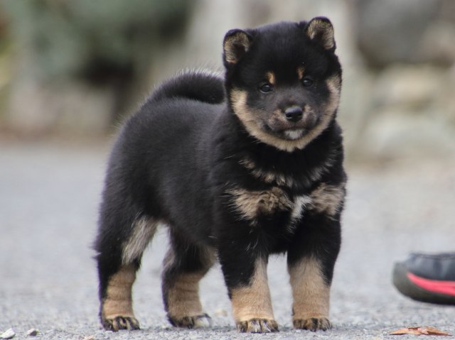 FP5A1000-puppy FP5A1000-puppy