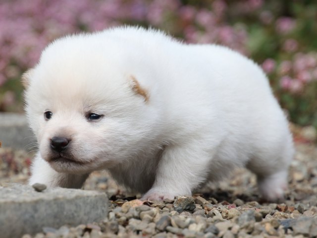 FP5A1072-puppy FP5A1072-puppy
