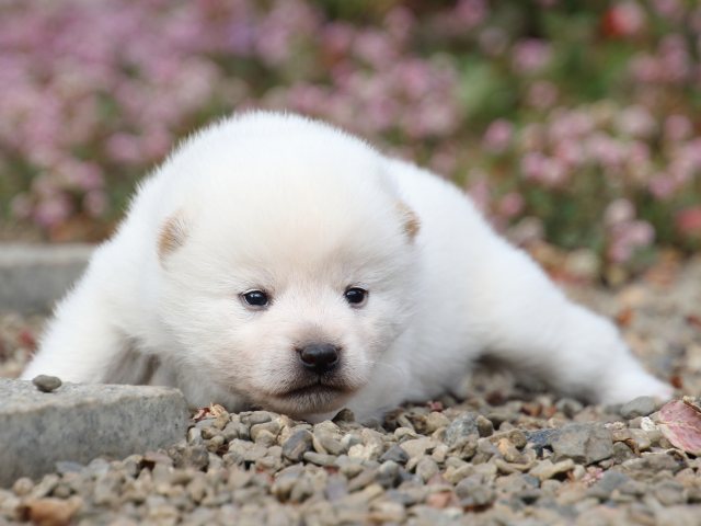 FP5A1084-puppy FP5A1084-puppy