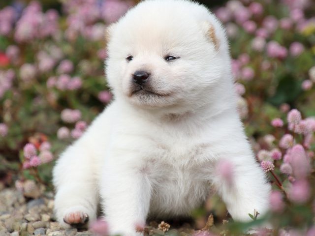 FP5A1091-puppy FP5A1091-puppy