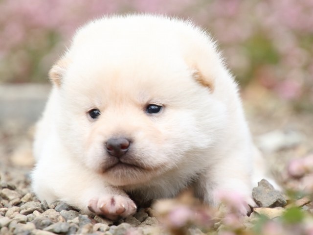 FP5A1204-puppy FP5A1204-puppy