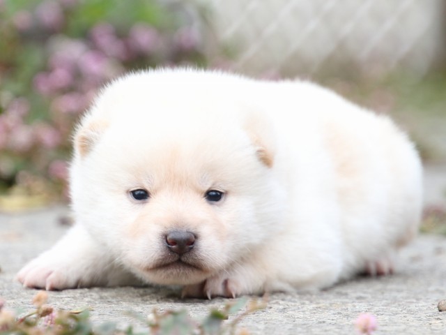 FP5A1219-puppy FP5A1219-puppy