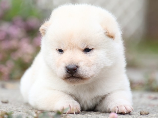 FP5A1247-puppy FP5A1247-puppy