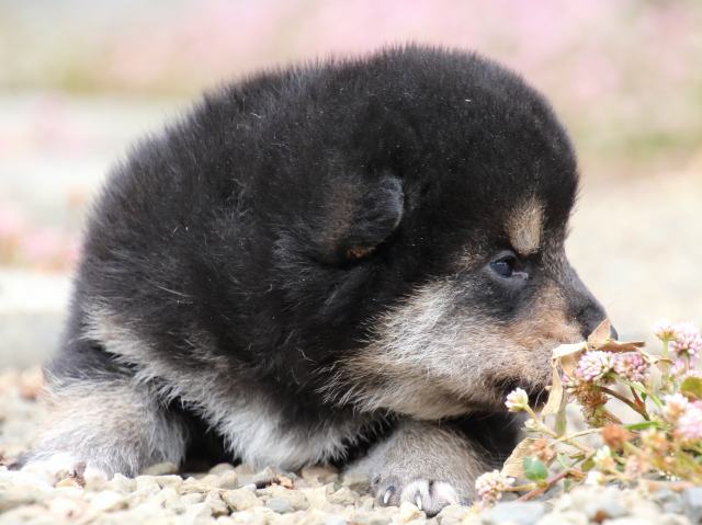 FP5A1261-puppy FP5A1261-puppy