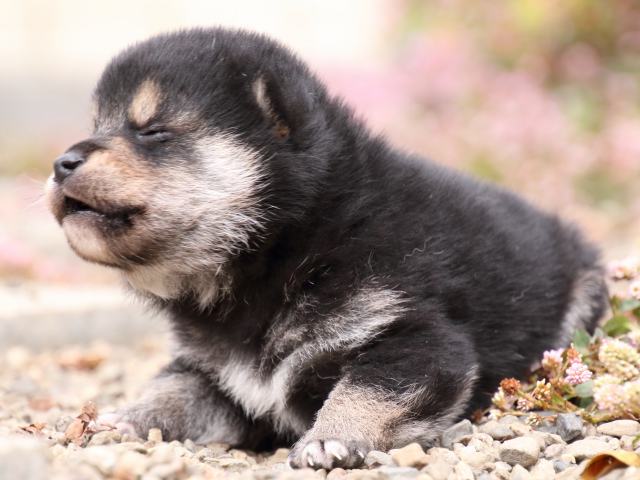 FP5A1286-puppy FP5A1286-puppy