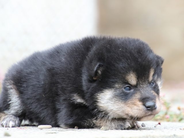 FP5A1307-puppy FP5A1307-puppy