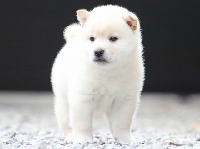 FP5A1692-puppy FP5A1692-puppy