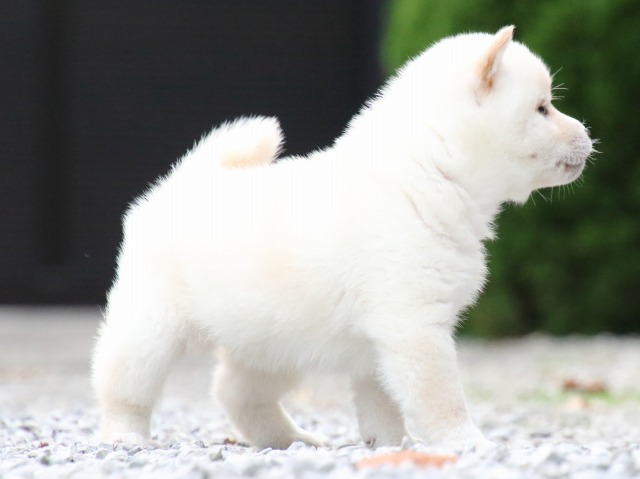 FP5A1694-puppy FP5A1694-puppy