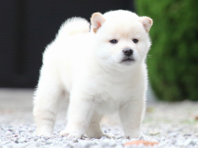 FP5A1700-puppy FP5A1700-puppy