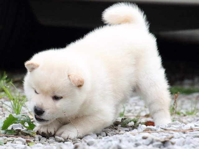 FP5A1729-puppy FP5A1729-puppy