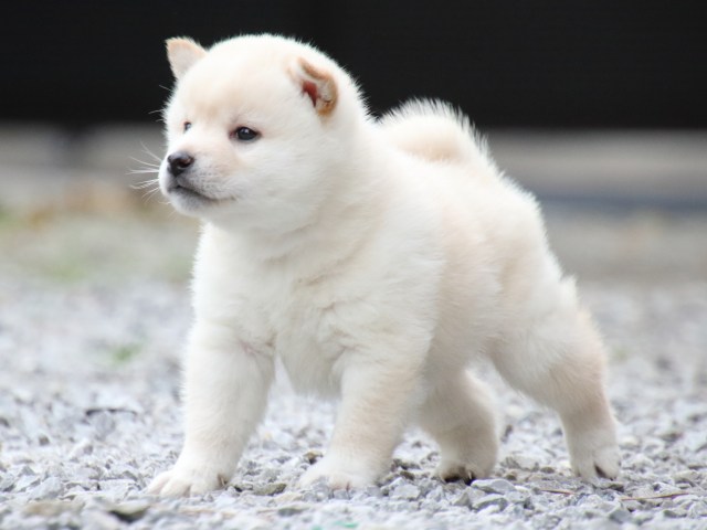 FP5A1738-puppy FP5A1738-puppy
