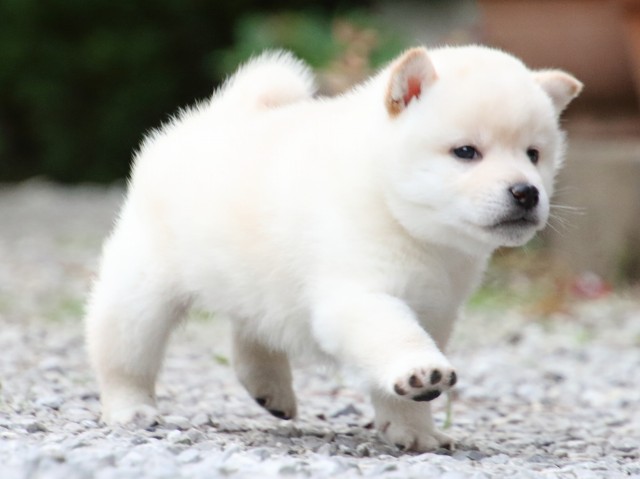 FP5A1767-puppy FP5A1767-puppy