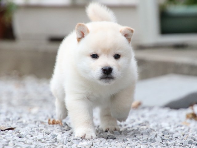 FP5A1779-puppy FP5A1779-puppy
