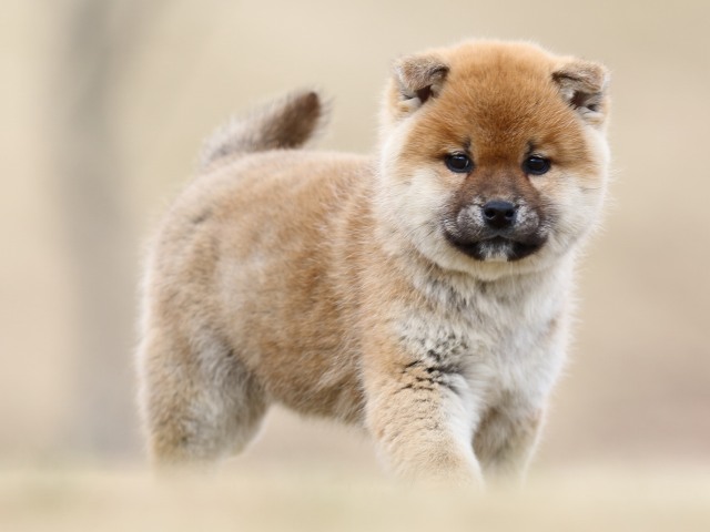 FP5A2163-shibainu-shiba FP5A2163-shibainu-shiba