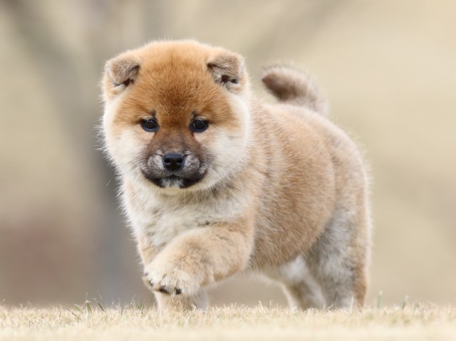 FP5A2174-shibainu-shiba FP5A2174-shibainu-shiba