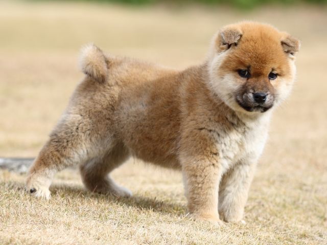 FP5A2209-shibainu-shiba FP5A2209-shibainu-shiba