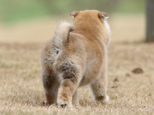 FP5A2218-shibainu-shiba FP5A2218-shibainu-shiba